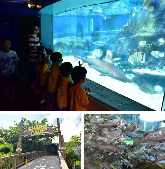 新鮮な体験ができちゃう!パワーアップしたシーライフ・パーク・ハワイ