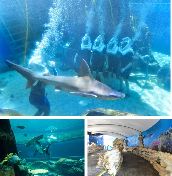 新鮮な体験ができちゃう!パワーアップしたシーライフ・パーク・ハワイ