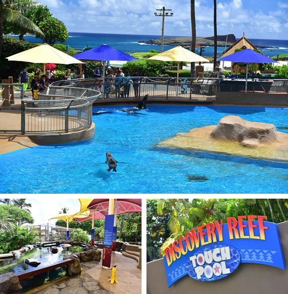 新鮮な体験ができちゃう!パワーアップしたシーライフ・パーク・ハワイ