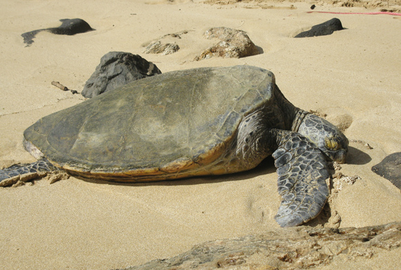 事前にチェックしておきたい!ハワイの意外なルール