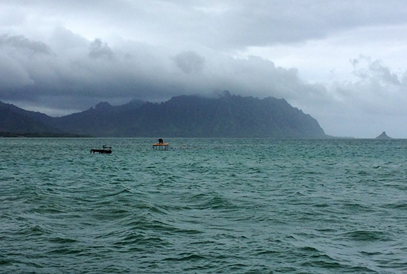 AuntyAyaのブログ、ハワイの暮らし、ハワイのスポーツとハッピーを求めて