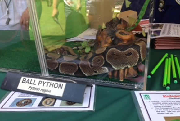 ココのブログ、ハワイで子育て＆ローカル情報