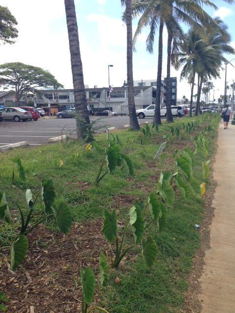 ココのブログ、ハワイで子育て&ローカル情報