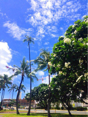 ココのブログ、ハワイの子育て、ローカル情報