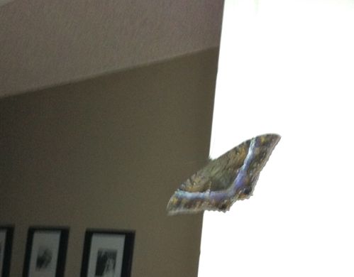 キョーコのブログ、ハワイの暮らし、地元ニュース情報