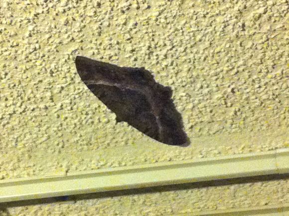 キョーコのブログ、ハワイの暮らし、地元ニュース情報