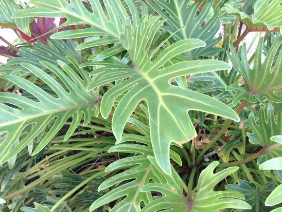 キョーコのブログ、ハワイの暮らし、地元ニュース情報