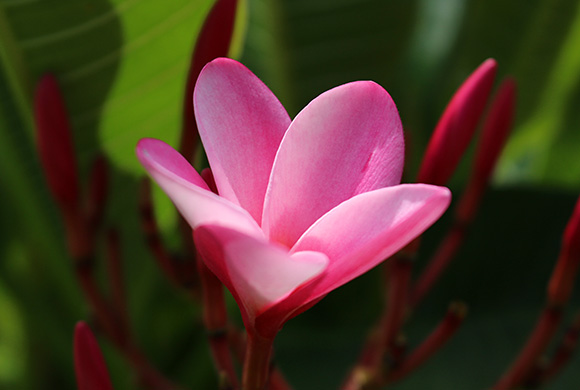 ハワイでインターン生活!ビザ取得・後編