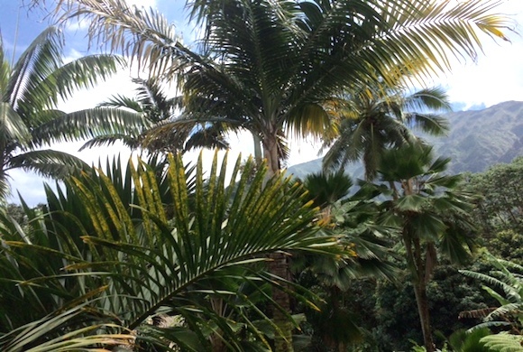 カイルア、ウィンドワード