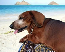 ラニカイ・ビーチで