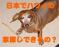 犬とハワイ移住