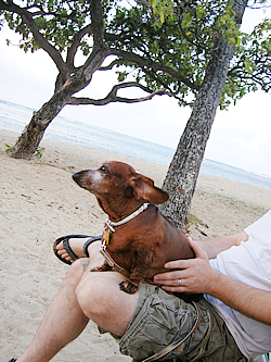 ペット犬とハワイ移住