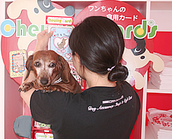 ペット犬とハワイ移住