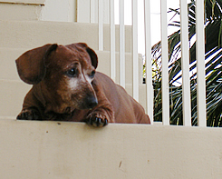 ペット犬とハワイ移住