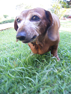 ペット犬とハワイ移住