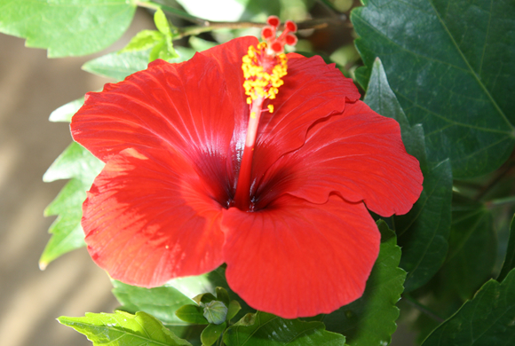 ハワイの7勇士とともに550頭の豚が沖縄へ