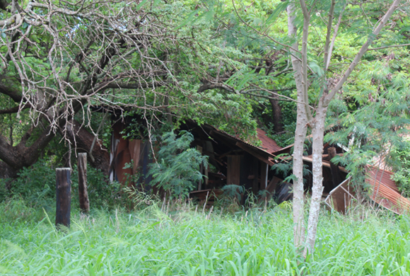 ハワイ・ファイブ・オーが日系人強制収容所、ホノウリウリをフィーチャー