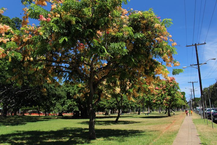 ハワイの癒しスポット、カピオラニ公園