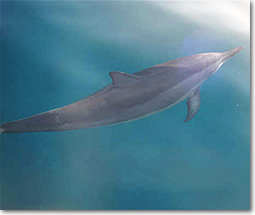 イルカ&ウミガメと泳ぐツアー,イルカ