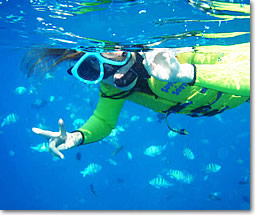 イルカ&ウミガメと泳ぐツアー