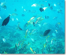 イルカ&ウミガメと泳ぐツアー,熱帯魚