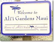 アリイ･クラ･ラベンダー,マウイ,ラベンダー