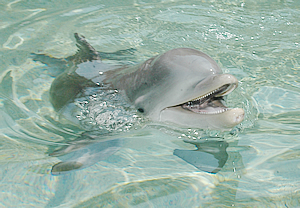 ハワイのイルカ