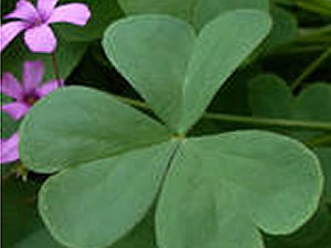 ザ・カハラ・ホテル&リゾート