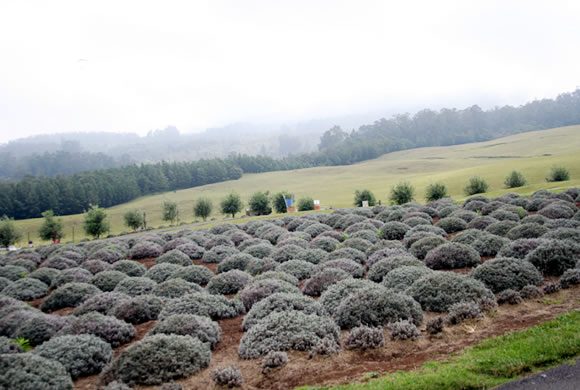 マウイ島、オプラ・ウィンフリー