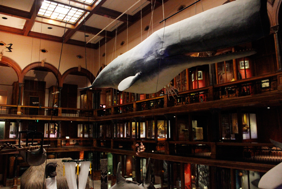 ハワイ最大の博物館、ビショップ博物館の楽しみ方 #5