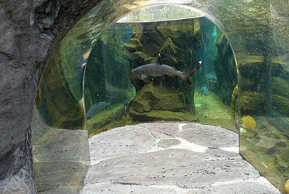 イルカと遊べるハワイのマリーン・パーク、シーライフ・パーク