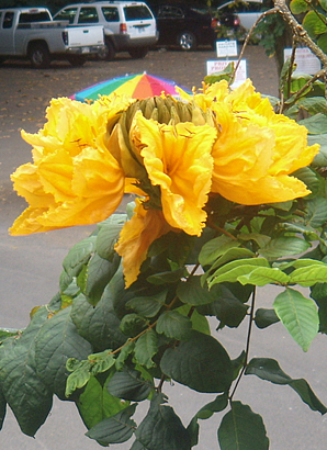 ハワイ花図鑑、アフリカン・チューリップ・ツリー