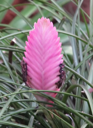 ハワイ 花図鑑 花アナナス