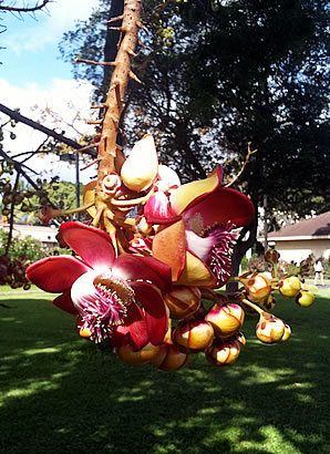 ハワイ 花図鑑 キャノンボール・ツリー