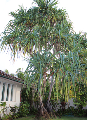 ハワイ 花図鑑 ハラ