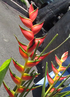 ハワイ 花図鑑 ヘリコニア