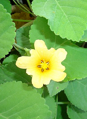 ハワイ 花図鑑 イリマ