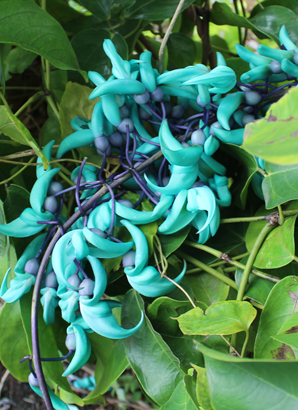 ハワイ 花図鑑 ジェイドフラワー