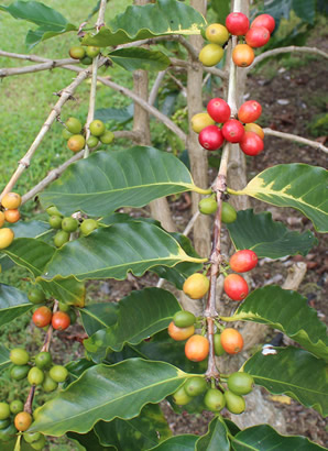 ハワイ 花図鑑 コナ・コーヒー