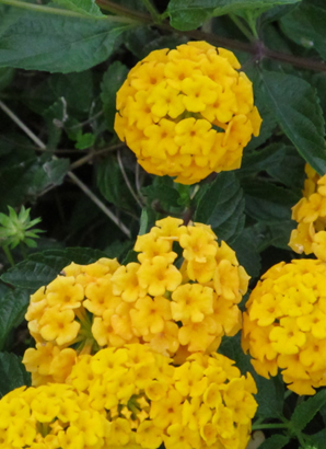 ハワイ 花図鑑 ラッキー・ナッツ