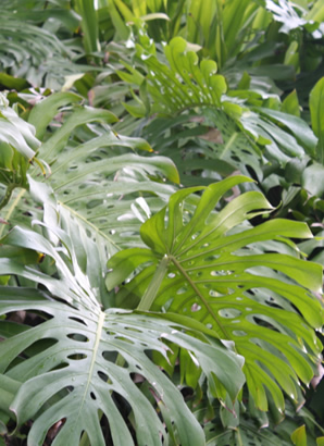 ハワイ 花図鑑 モンステラ