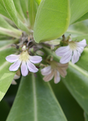 ハワイ 花図鑑 ラッキー・ナッツ
