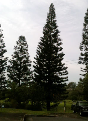 ハワイ 花図鑑 ノーフォーク松