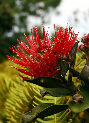 ハワイ 花図鑑 オヒア・レフア