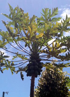 ハワイ 花図鑑 ラッキー・ナッツ