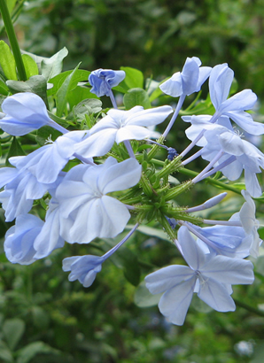 ハワイ 花図鑑 ラッキー・ナッツ