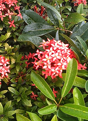 ハワイ 花図鑑 サンタンカ